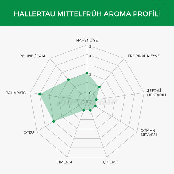 Hallertau Mittelfrüh Şerbetçi Otu