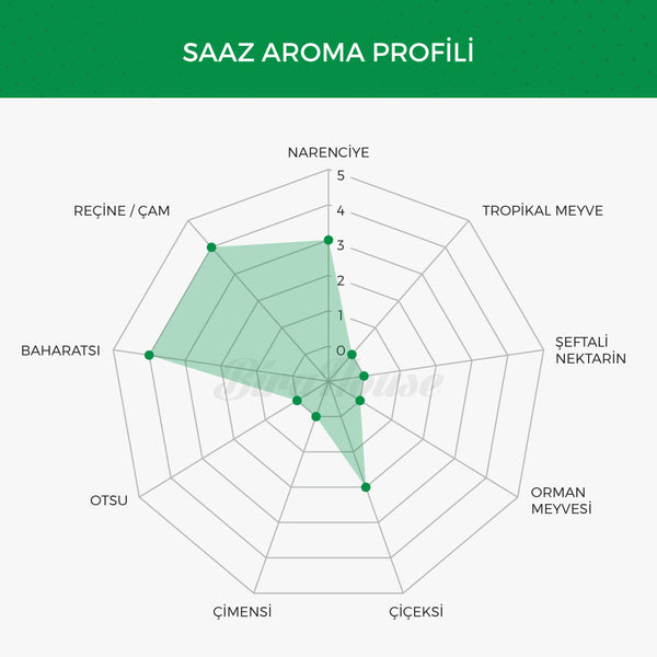 Saaz Şerbetçi Otu